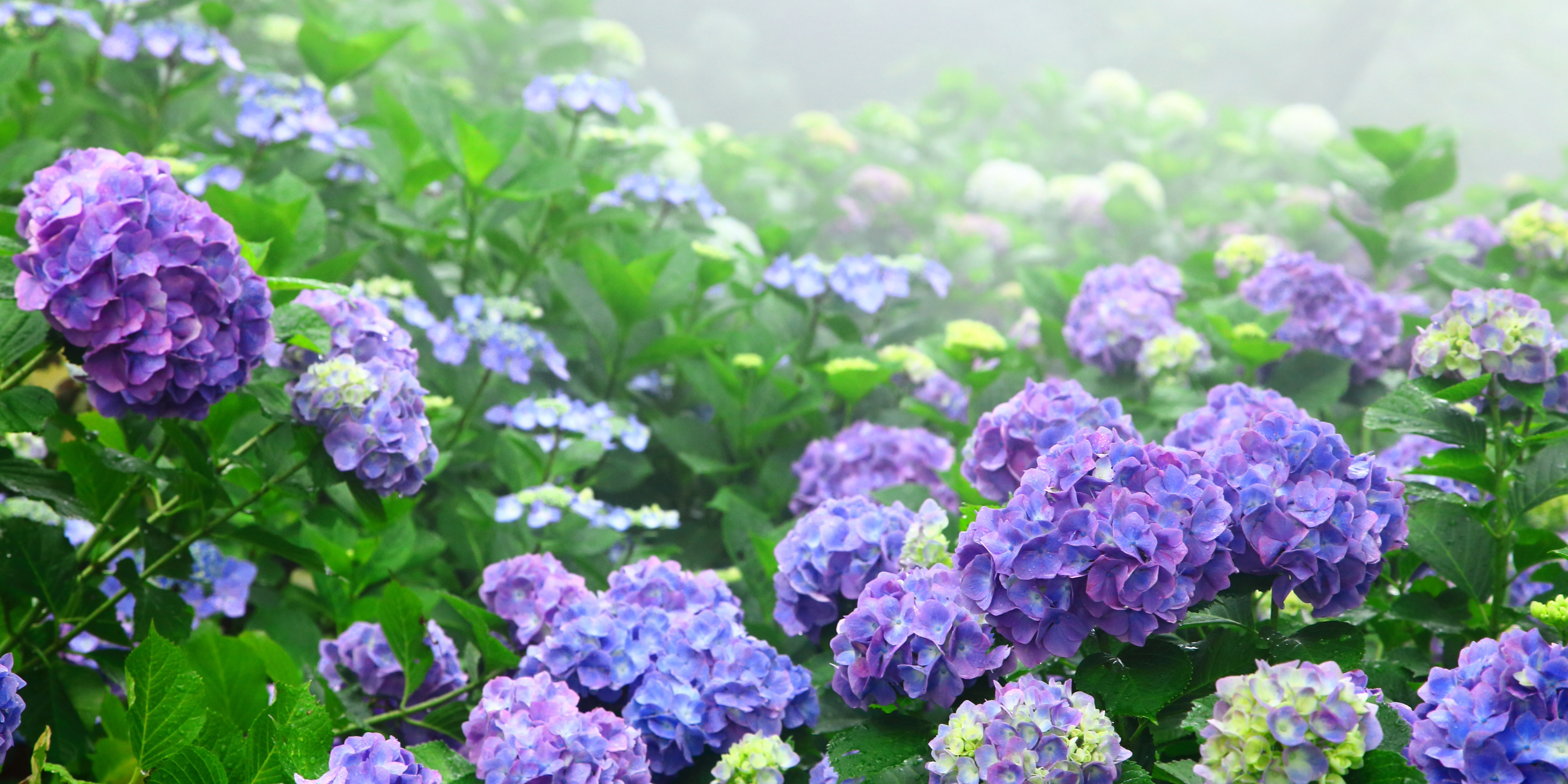 purple and blue hydrangeas