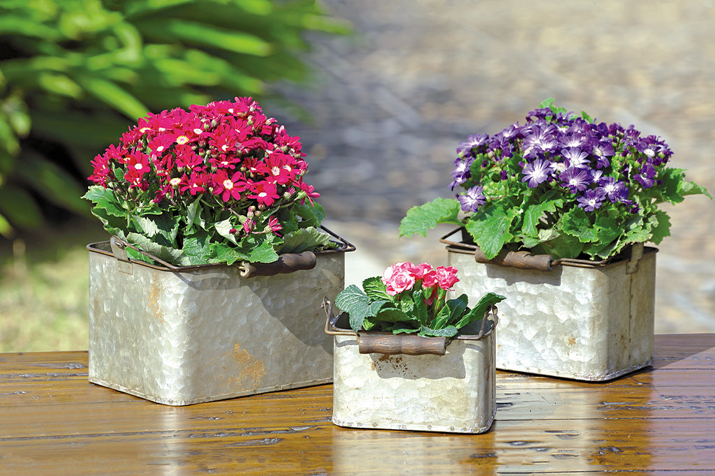 Rustic Square Planters with Handles S/3