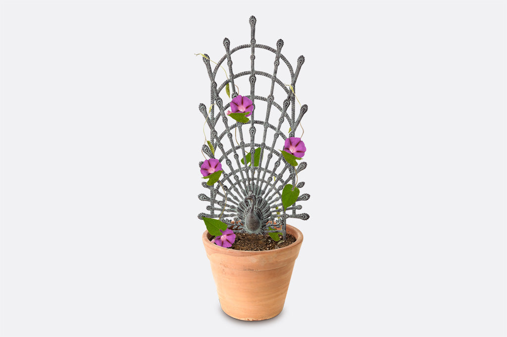 cast metal peacock trellis in planter with vining plant