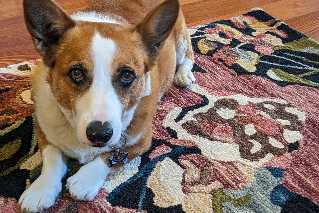 Watson the Corgi dog lays on the Rosy Romance hooked rug