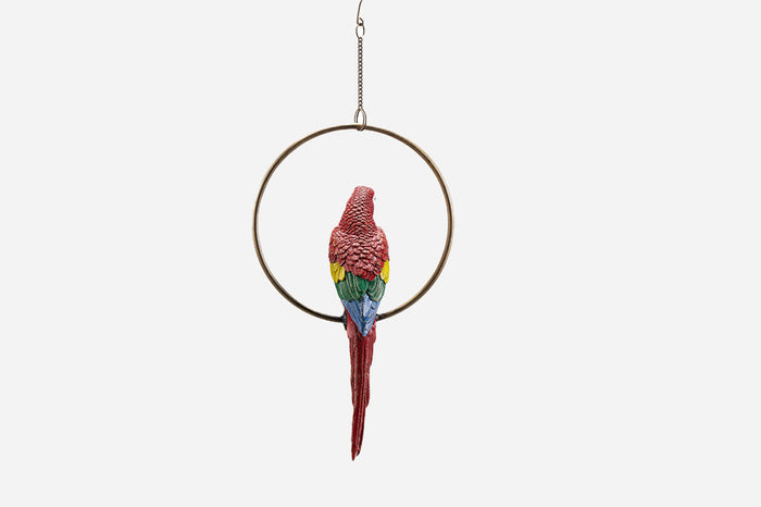 Parrot Hanging Hoop Bundle