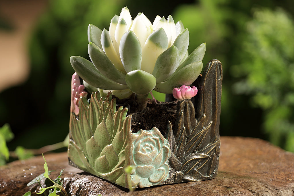 cast metal succulent and cactus plant holder with succulent  