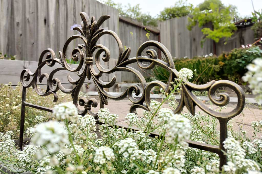 alloro garden edging shown close up next to sweet alyssum plant