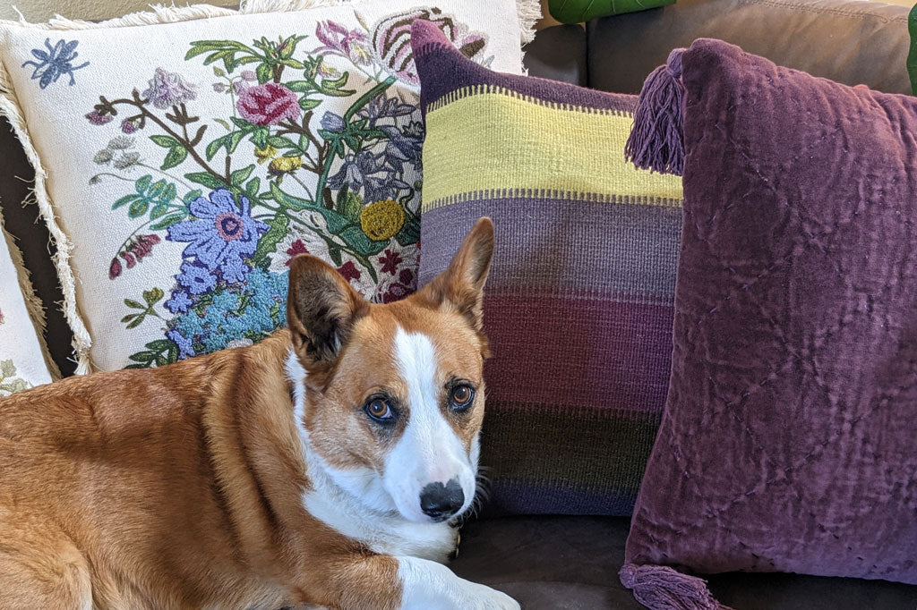 brown and white dog sits by decorative pillows