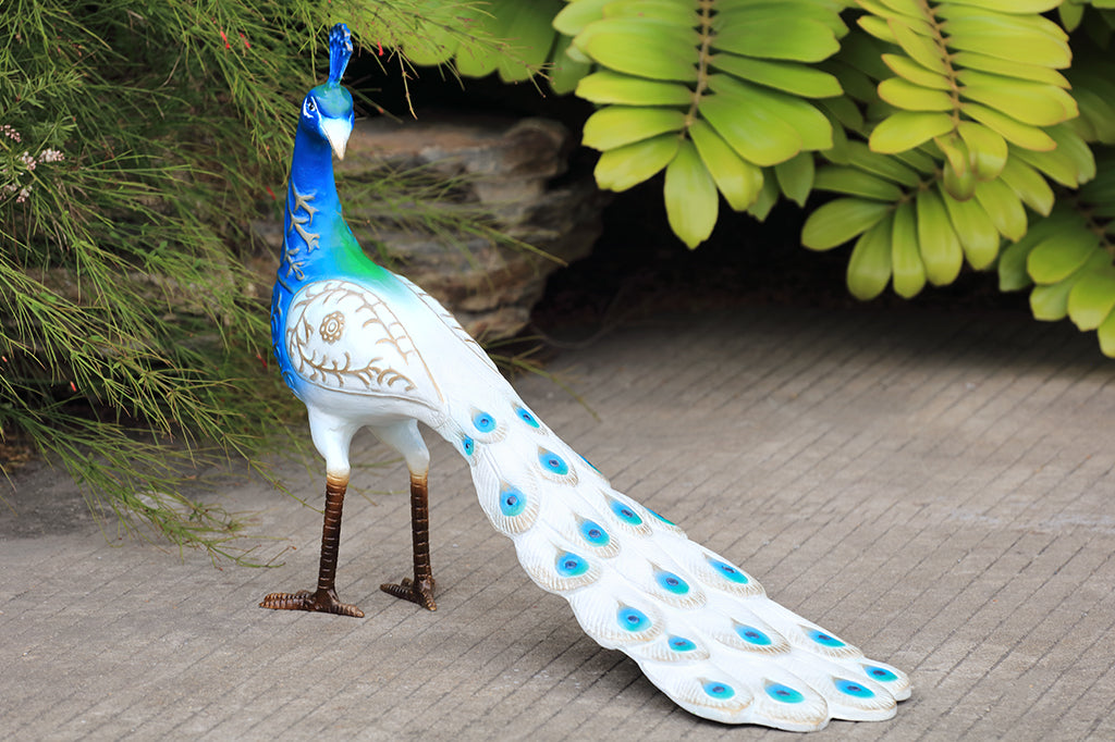 Peacock de la Playa