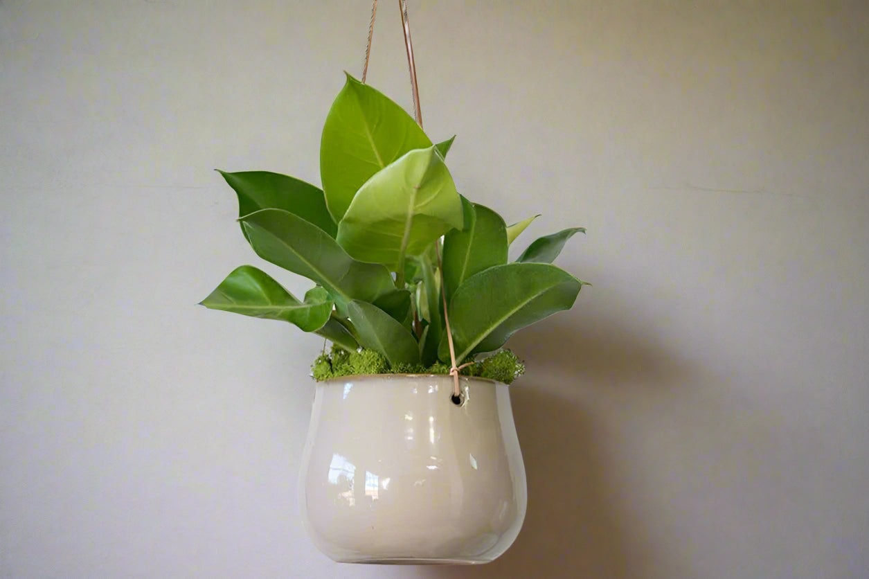 white hanging planter with green plant inside 